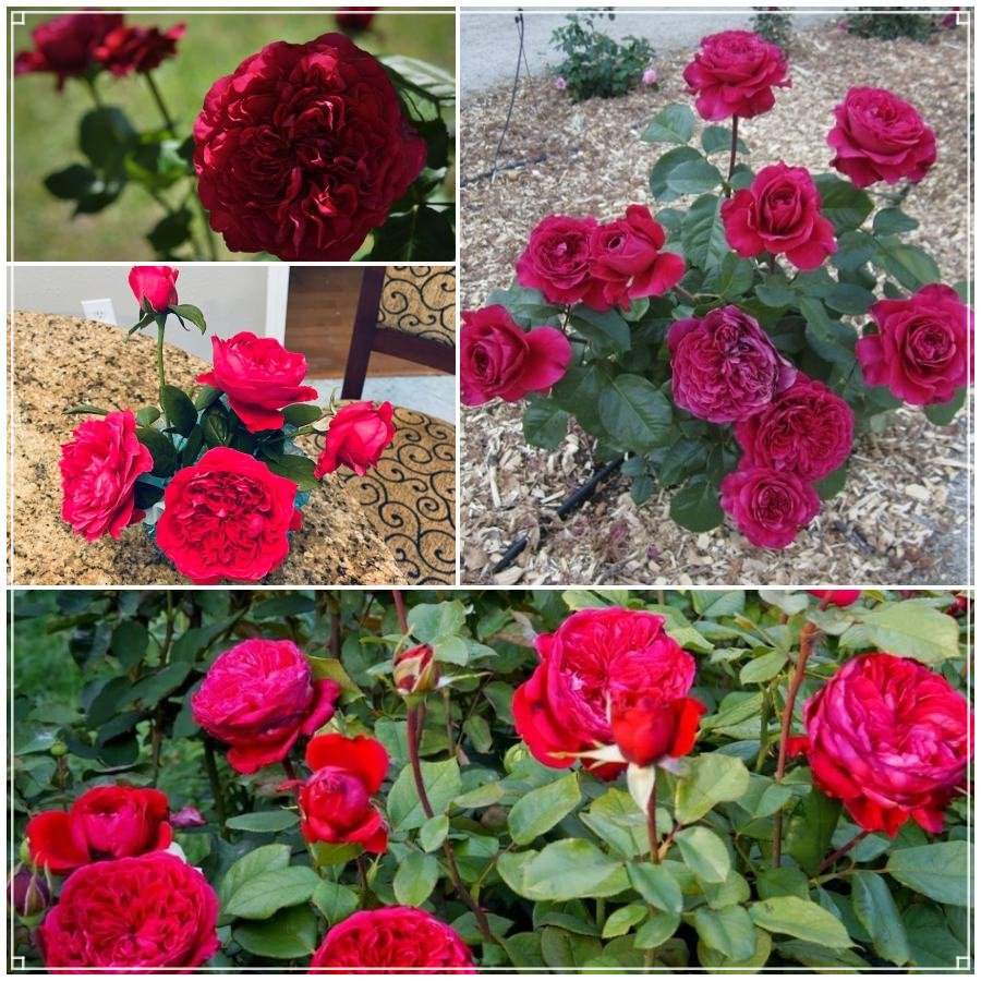 Alain Souchon róża wielkokwiatowa